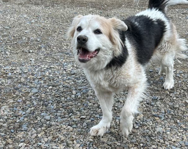 Bodie, a Adoptable mixed breed in Calgary, AB image 3/3