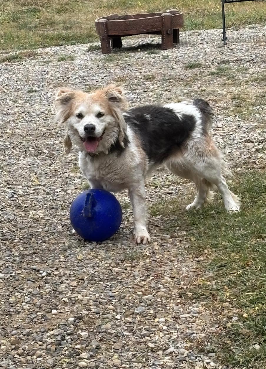 Bodie, a Adoptable mixed breed in Calgary, AB image 1/3