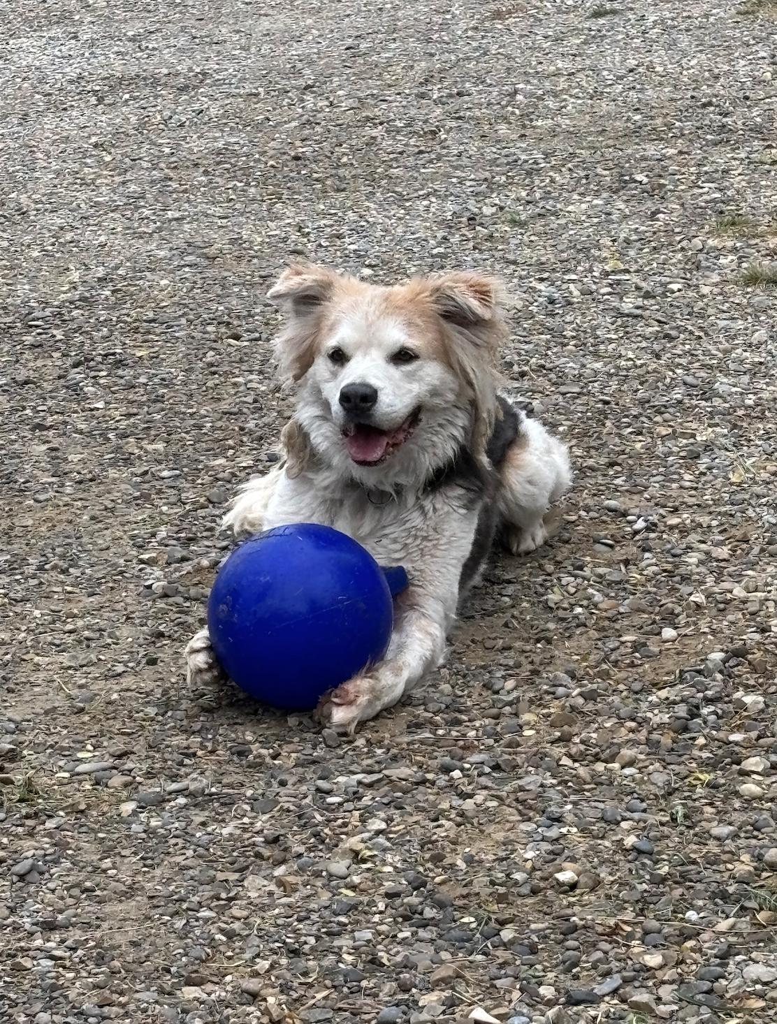 Bodie, a Adoptable mixed breed in Calgary, AB image 2/3