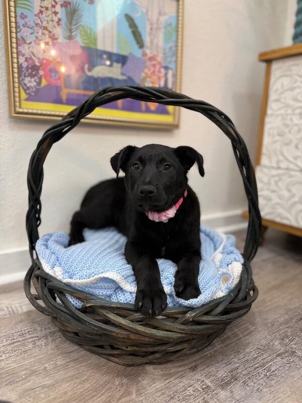 Midnight Moonbeam Melody — thumbnail 4