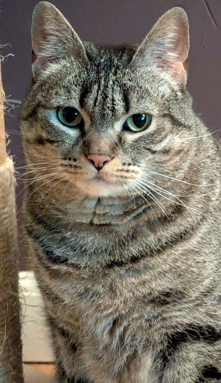 Nika Randall, Adoptable, Adult Female Domestic Short Hair.