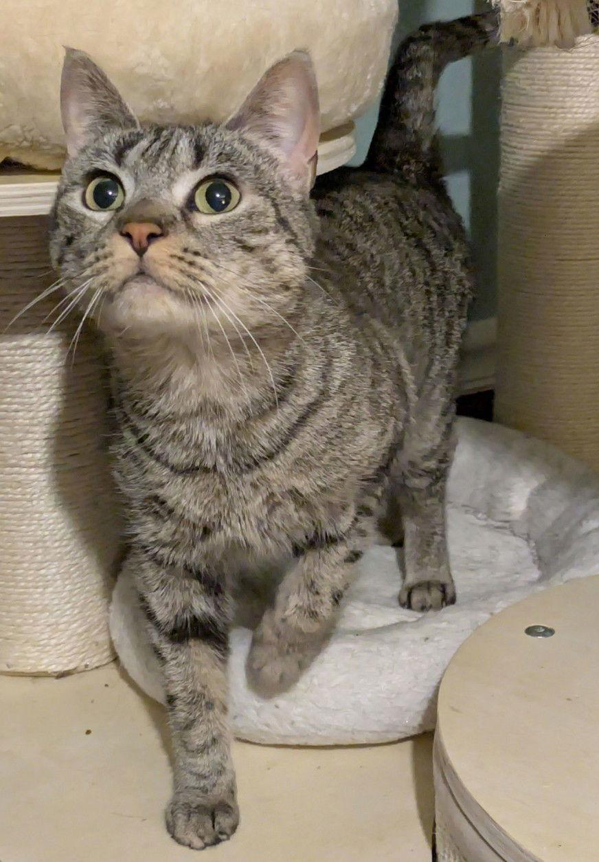 Enlarge Nika Randall, a Adoptable Domestic Short Hair in Trenton, NJ image 2/3