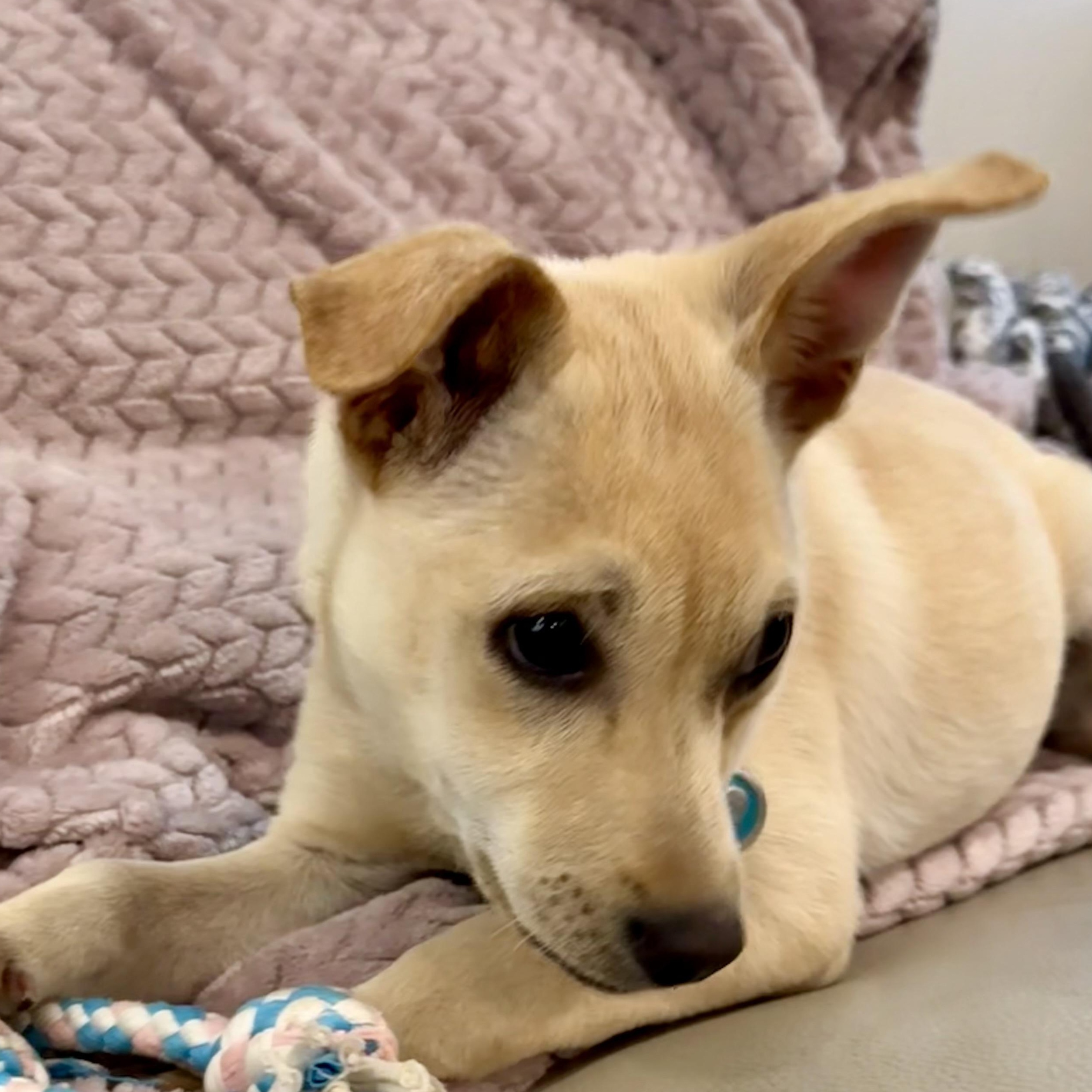 Bleu the sweetest puppy is looking for a boy, a ADOPTABLE mixed breed in Lockhart, TX image 1/6