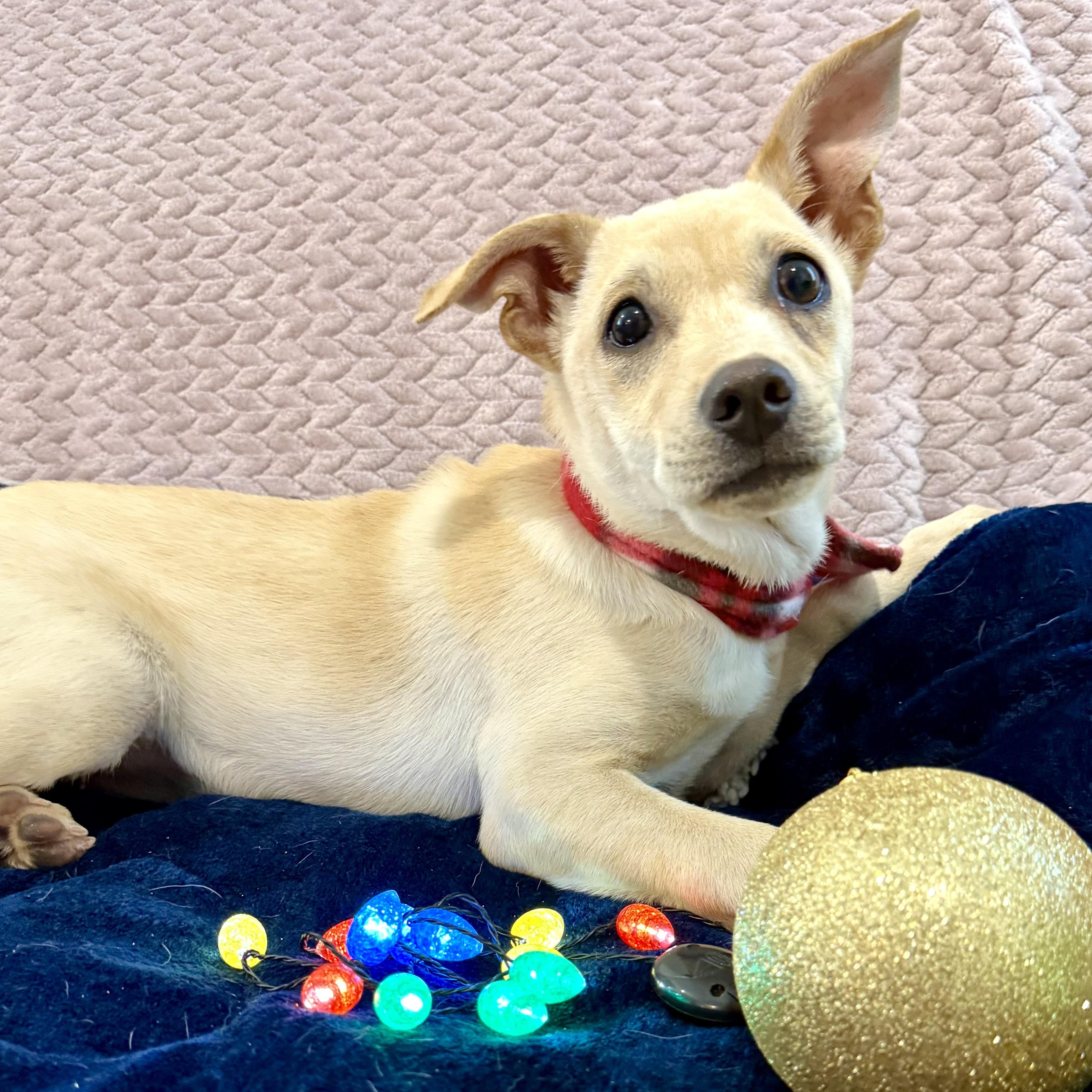 Bleu the sweetest puppy is looking for a boy, a ADOPTABLE mixed breed in Lockhart, TX image 2/6