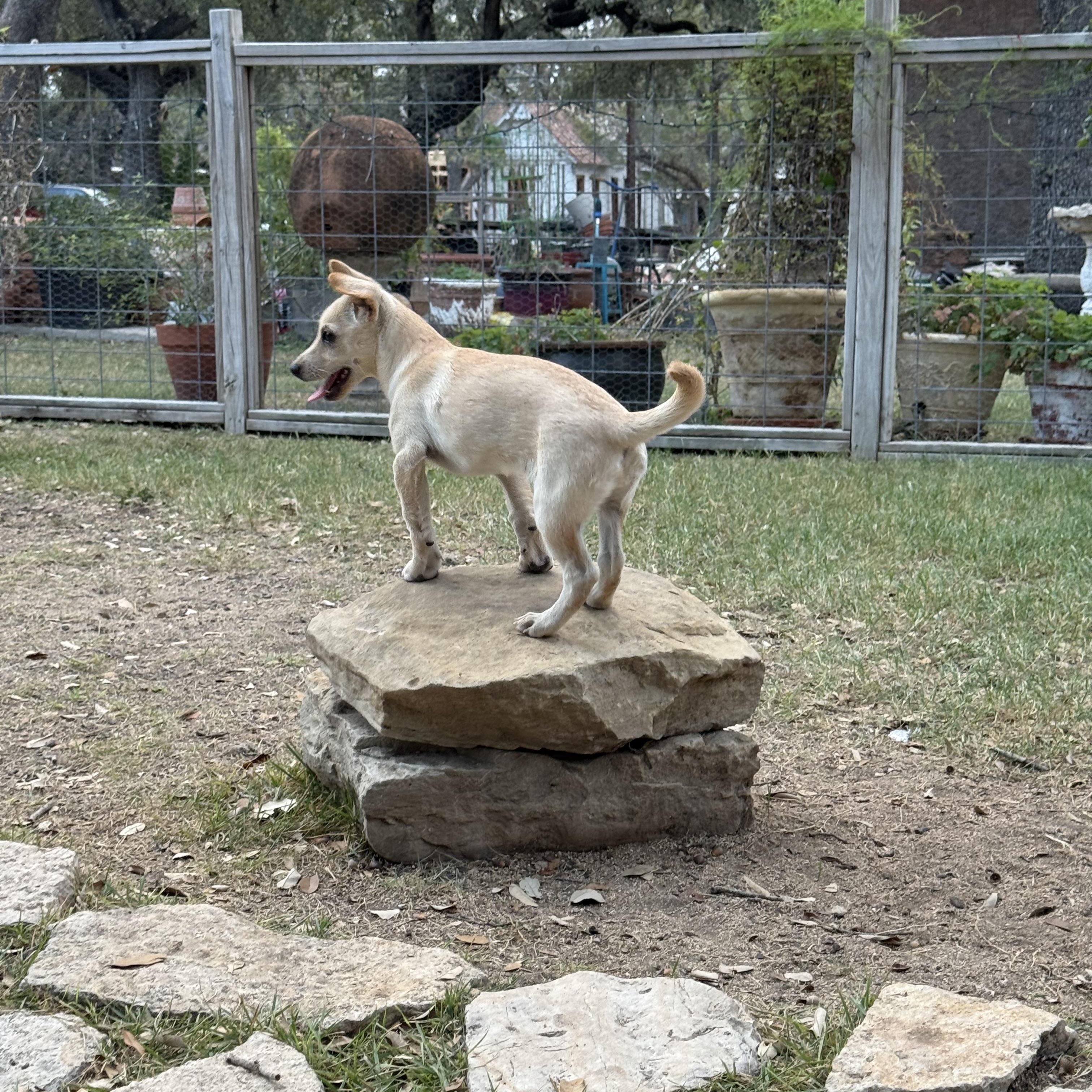 Bleu the sweetest puppy is looking for a boy, a ADOPTABLE mixed breed in Lockhart, TX image 4/6