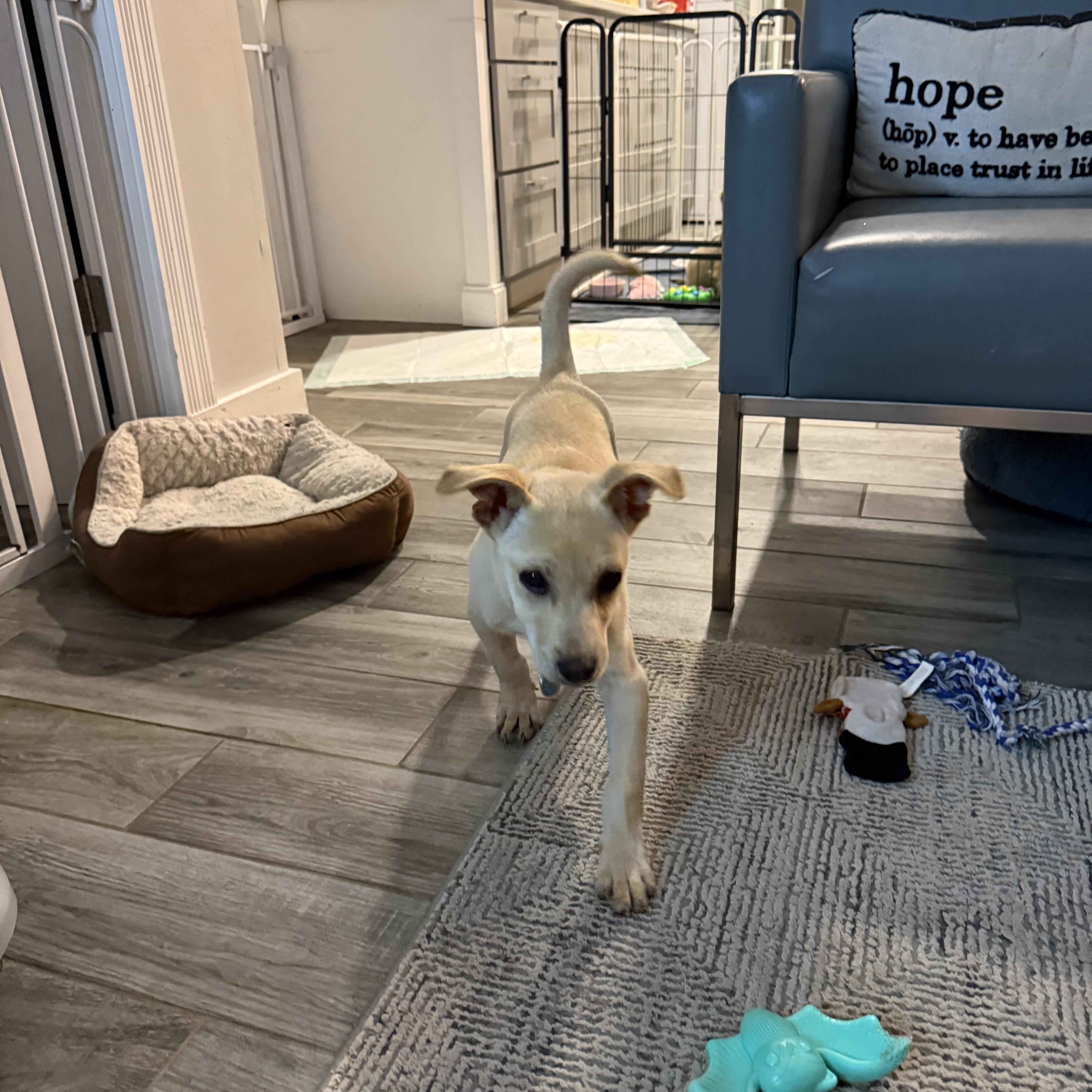 Bleu the sweetest puppy is looking for a boy, a ADOPTABLE mixed breed in Lockhart, TX image 5/6