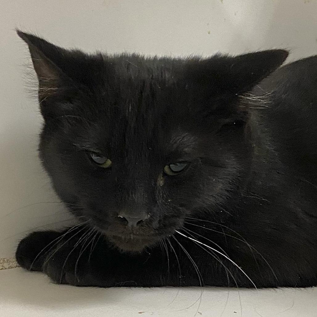 Mickey, Adoptable, Kitten Male Domestic Short Hair.