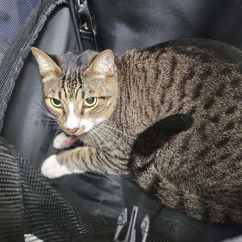 Heartboy, Adoptable, Adult Male Domestic Short Hair.