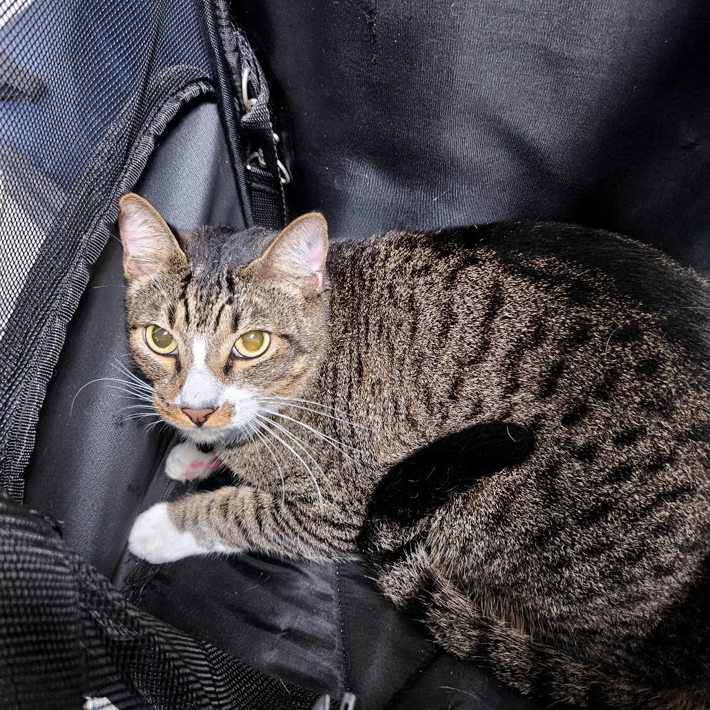 Enlarge Heartboy, a Adoptable Domestic Short Hair in Wahiawa, HI image 2/3