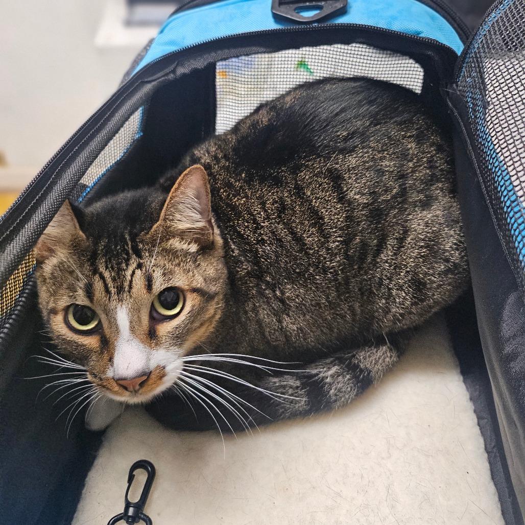 Enlarge Heartboy, a Adoptable Domestic Short Hair in Wahiawa, HI image 3/3