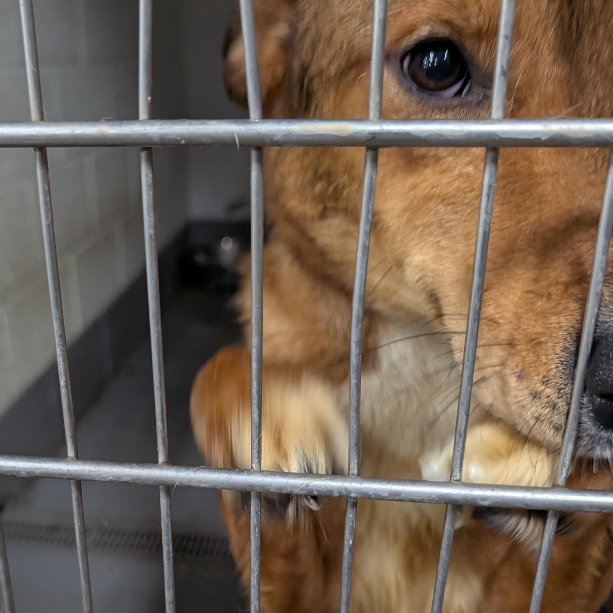191323 LOOKING FOR OWNER, a ADOPTABLE mixed breed in Ravenna, OH image 2/2