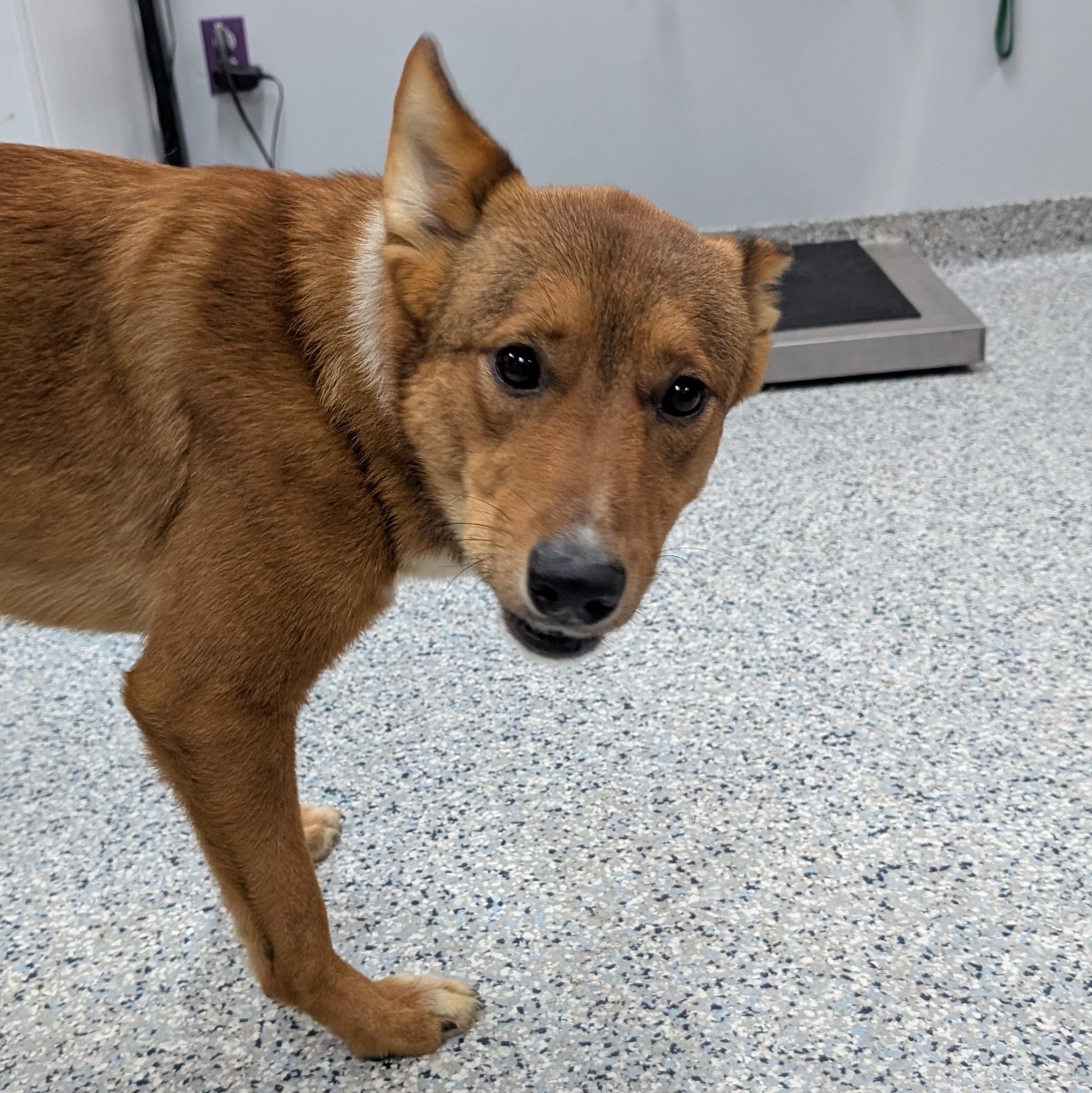 191323 LOOKING FOR OWNER, adopted, Adult Female Shepherd.