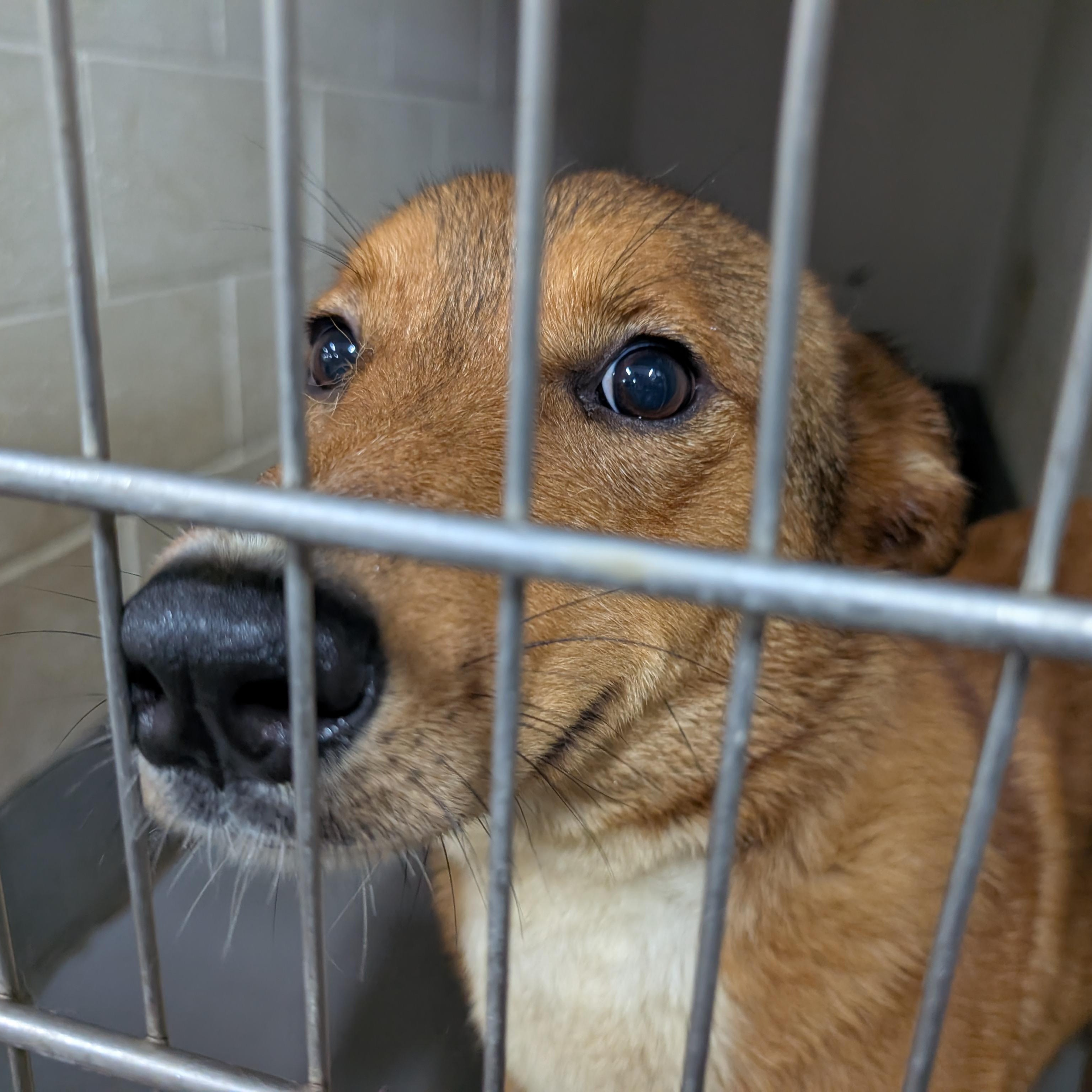 191323 LOOKING FOR OWNER, ADOPTABLE, Adult Female Shepherd.