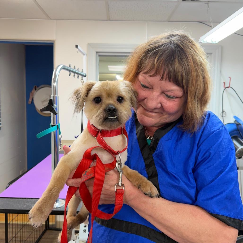 Kiwi, Adoptable, Adult Male Shih Tzu.