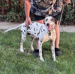 Enlarge Iris, a Adopted Dalmatian in Turlock, CA image 1/3