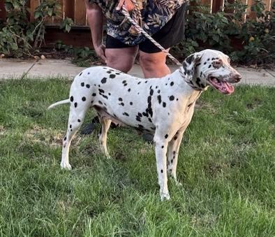 Enlarge Iris, a Adopted Dalmatian in Turlock, CA image 2/3