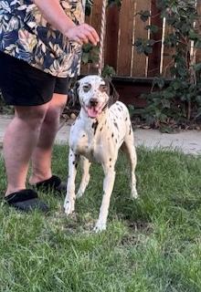 Enlarge Iris, a Adopted Dalmatian in Turlock, CA image 3/3