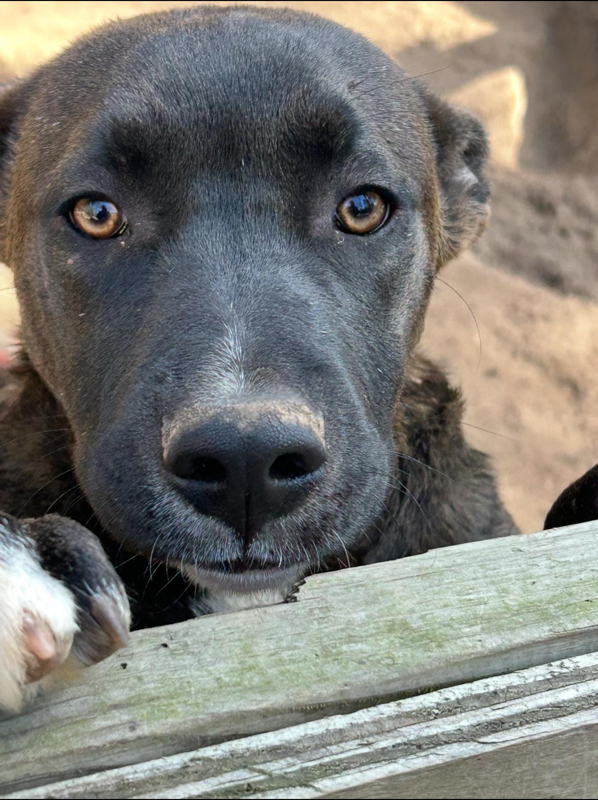 Enlarge Levi, a ADOPTABLE Mixed Breed in conroe, TX image 2/5