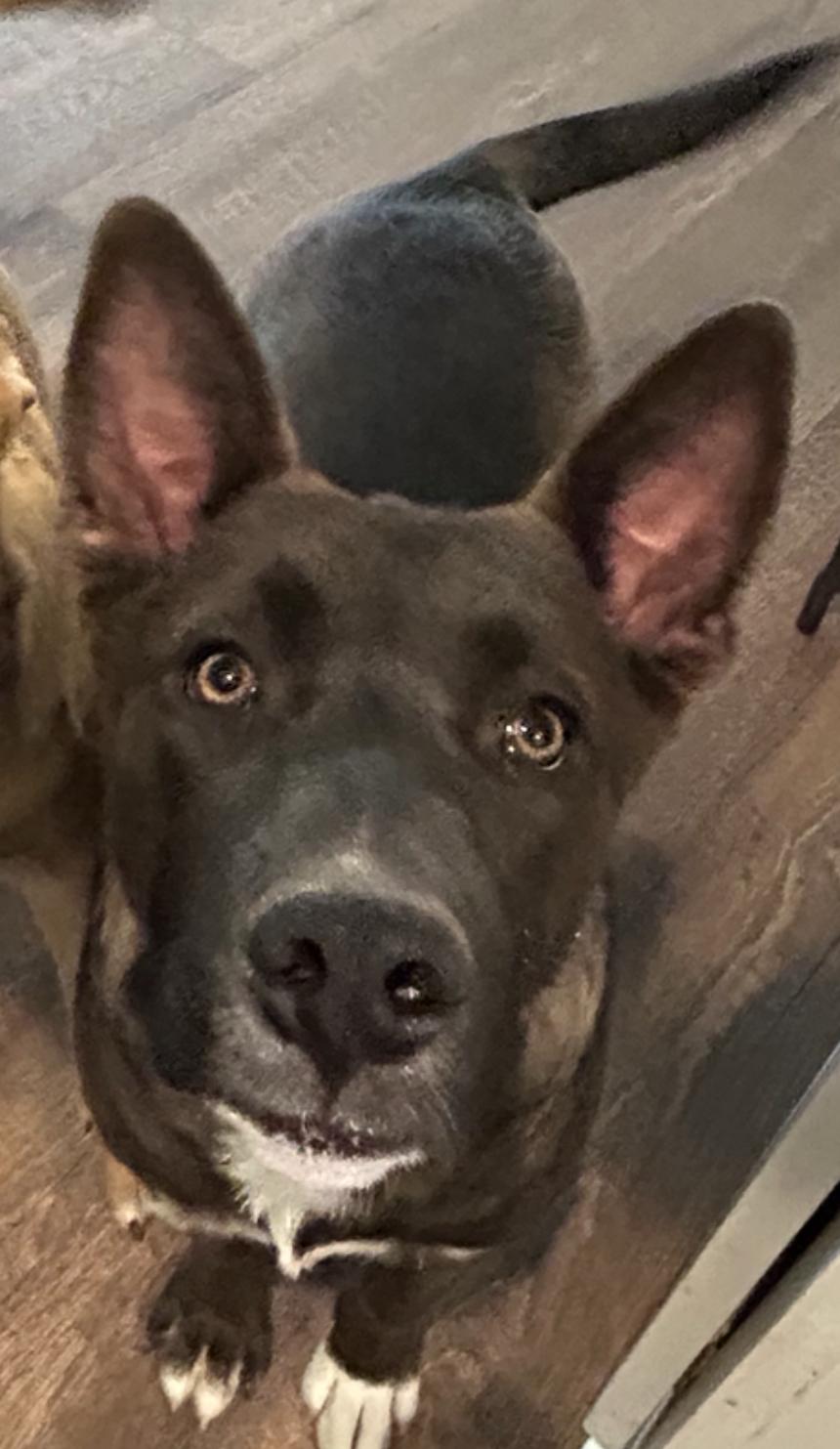 Enlarge Levi, a ADOPTABLE Mixed Breed in conroe, TX image 3/5