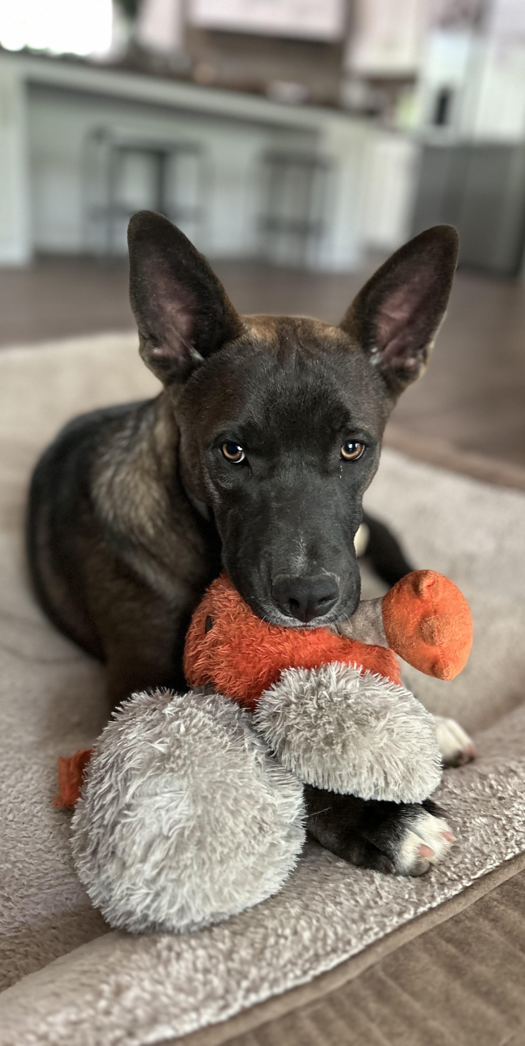 Enlarge Levi, a ADOPTABLE Mixed Breed in conroe, TX image 4/5