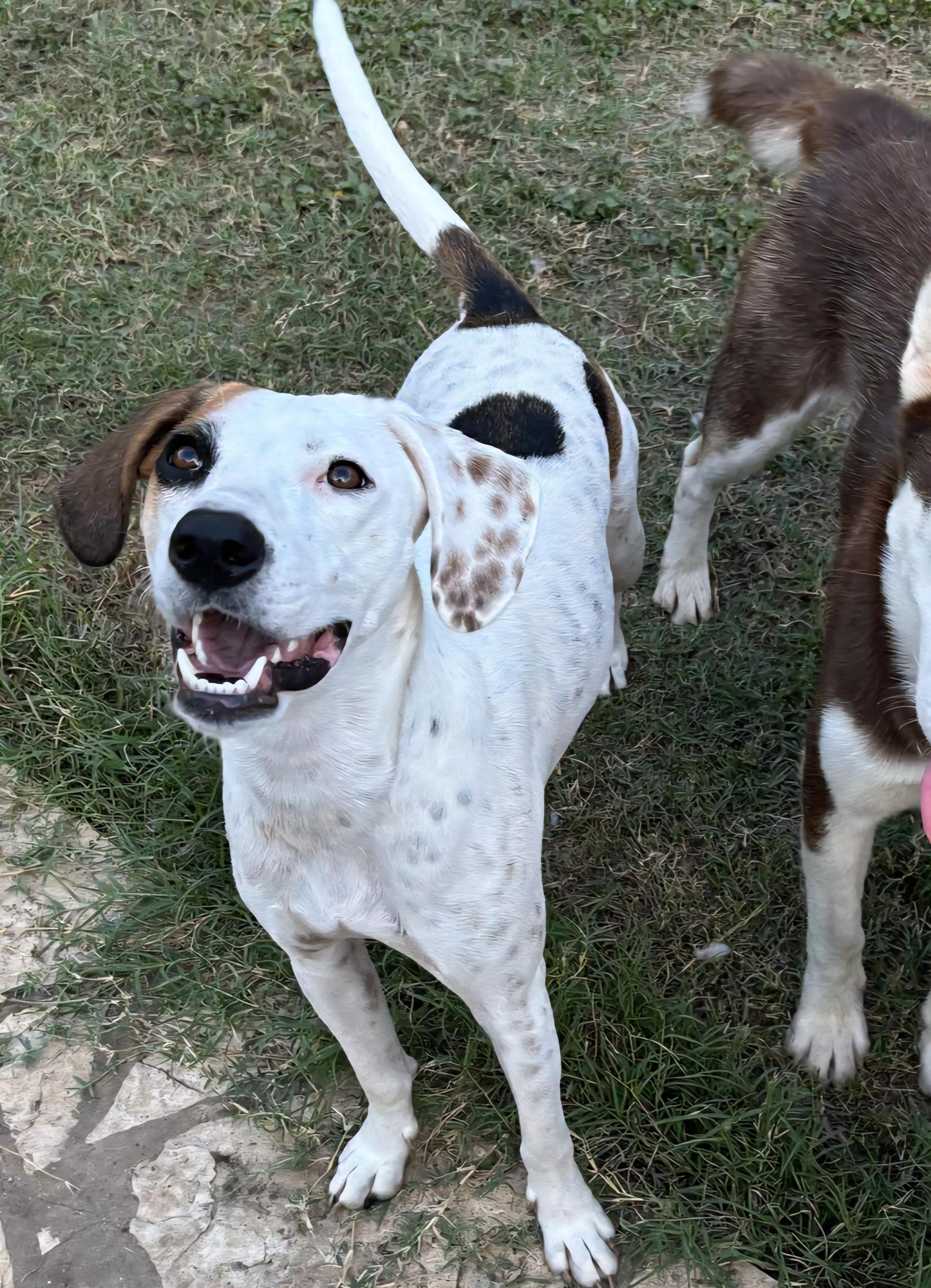 Birdie-Bean, a Adoptable mixed breed in Cheektowaga, NY image 2/5