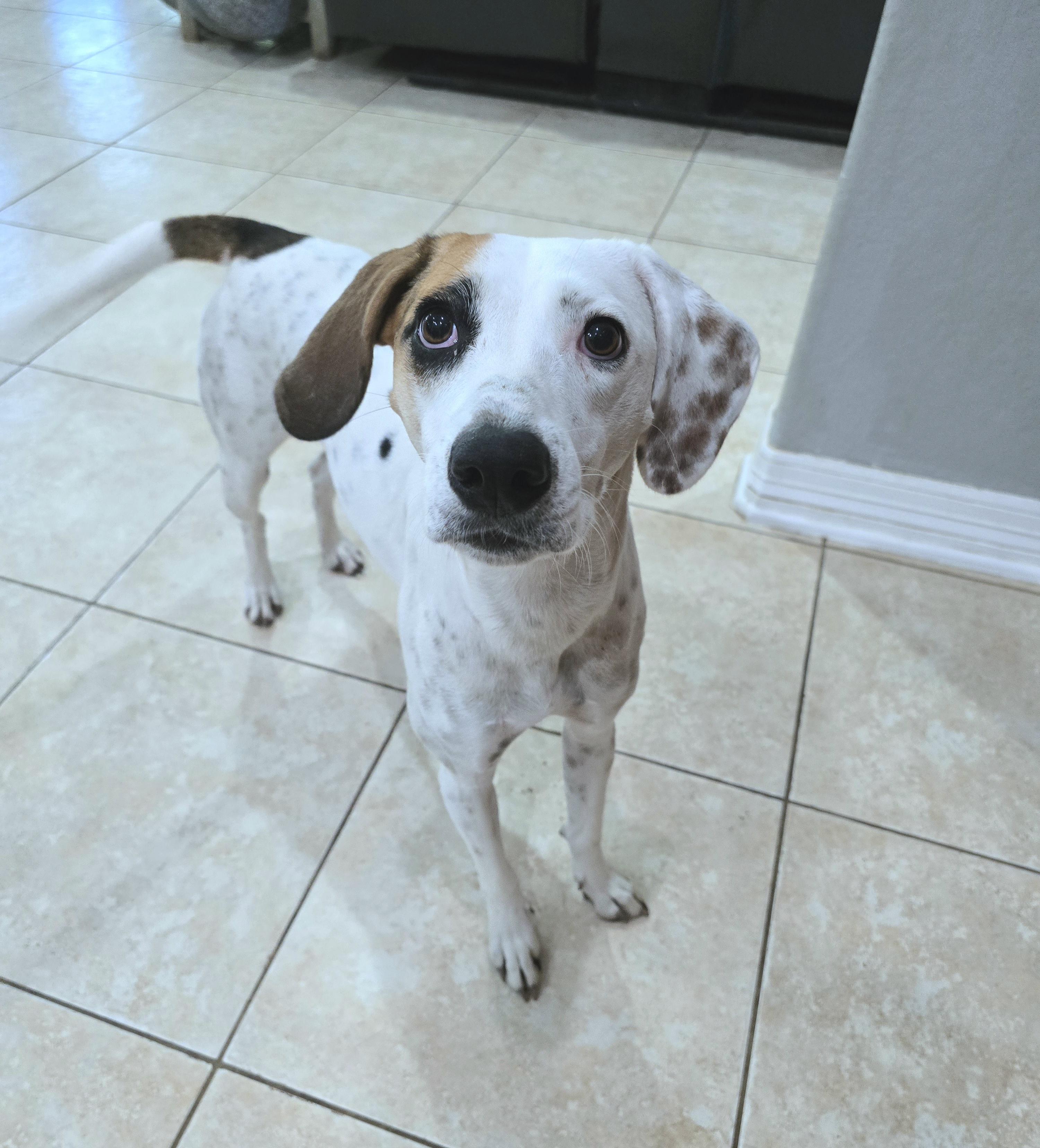 Birdie-Bean, a Adoptable mixed breed in Cheektowaga, NY image 3/5