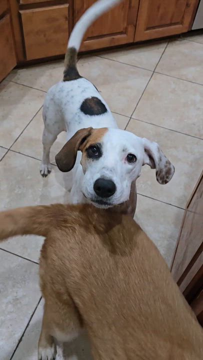 Enlarge Birdie-Bean, a Adoptable mixed breed in Cheektowaga, NY video 5/5