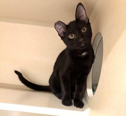 Percy, Adoptable, Young Male Domestic Short Hair & Domestic Short Hair.