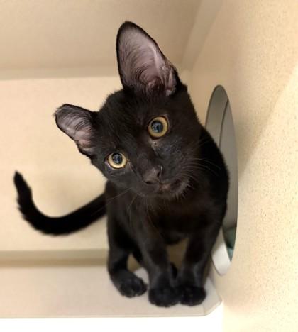 Percy, a Adoptable mixed breed in New Hope, PA image 2/2