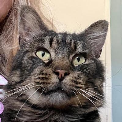 Catsanova, Adoptable, Adult Male Domestic Long Hair & Maine Coon.