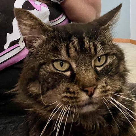 Enlarge Catsanova, a Adoptable mixed breed in Pleasant Hill, CA image 2/3