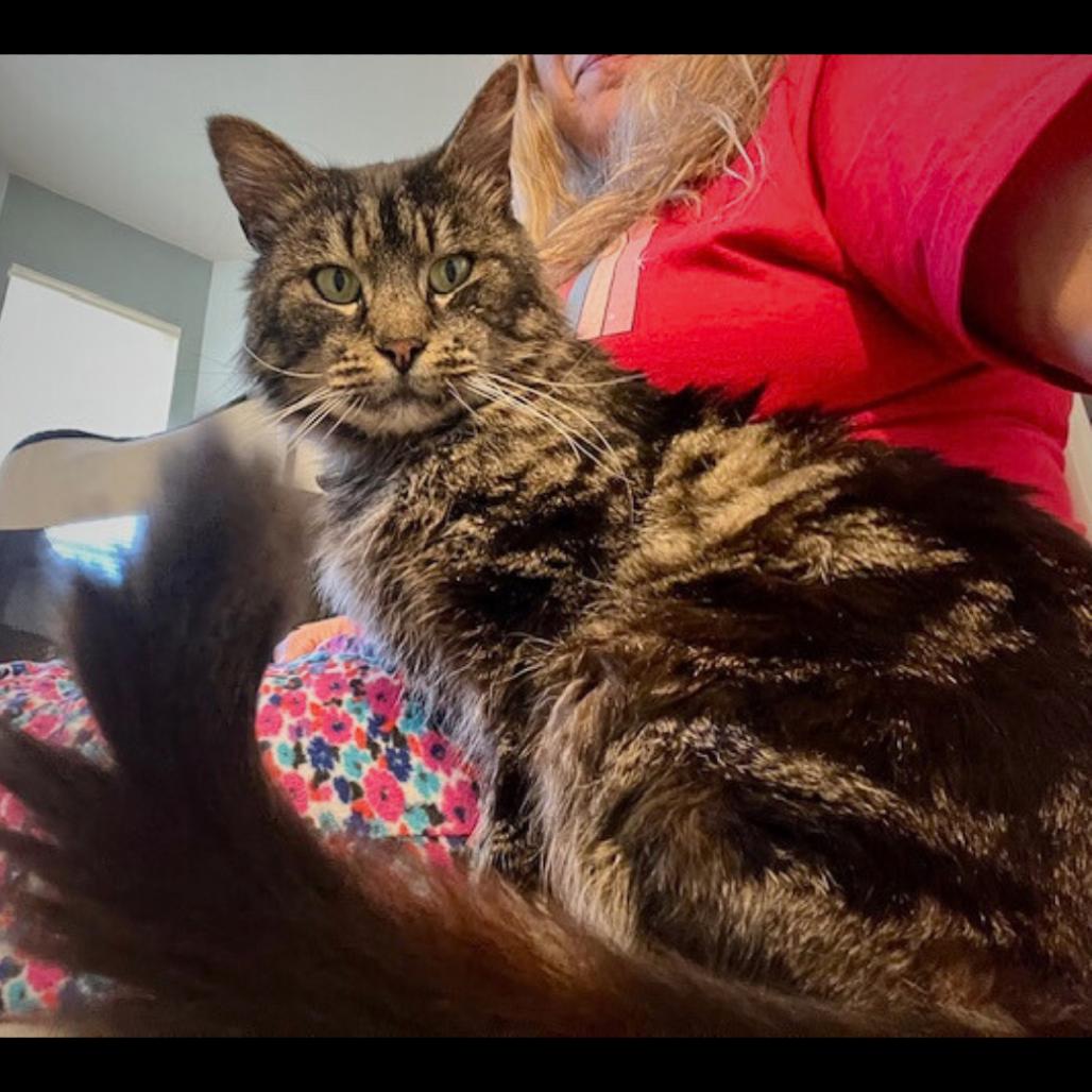 Enlarge Catsanova, a Adoptable mixed breed in Pleasant Hill, CA image 3/3