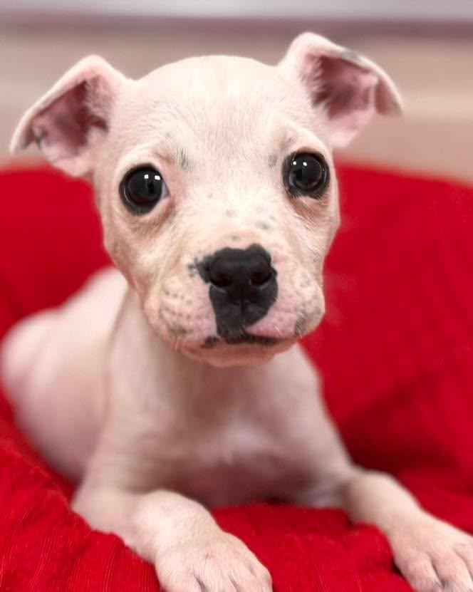 June, adopted, Puppy Female English Bulldog.
