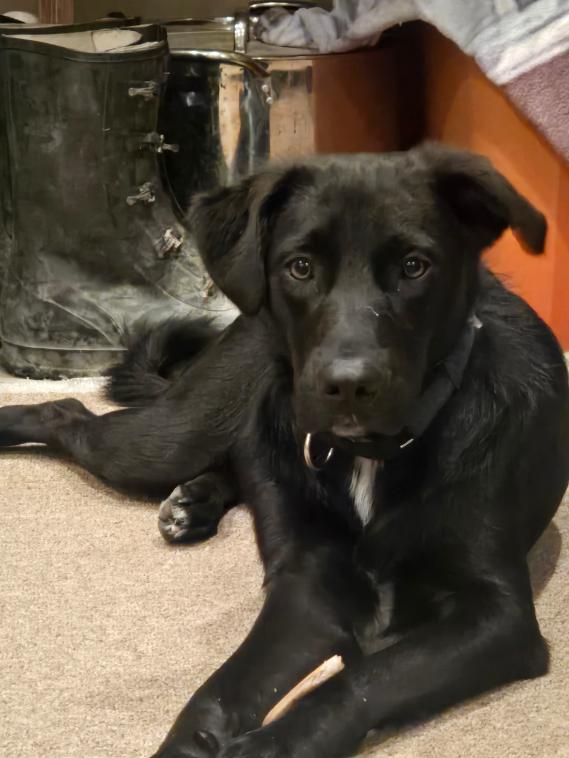 Scottie-Foster me, Adoptable, Young Male Flat-Coated Retriever & Border Collie.