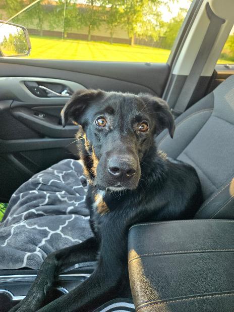 Enlarge Scottie-Foster me, a Adoptable mixed breed in Detroit, MI image 2/4