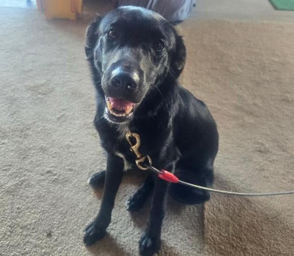 Scottie-Foster me, Adoptable, Young Male Flat-Coated Retriever & Border Collie.