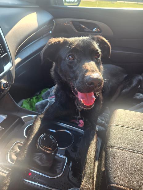Enlarge Scottie-Foster me, a Adoptable mixed breed in Detroit, MI image 4/4