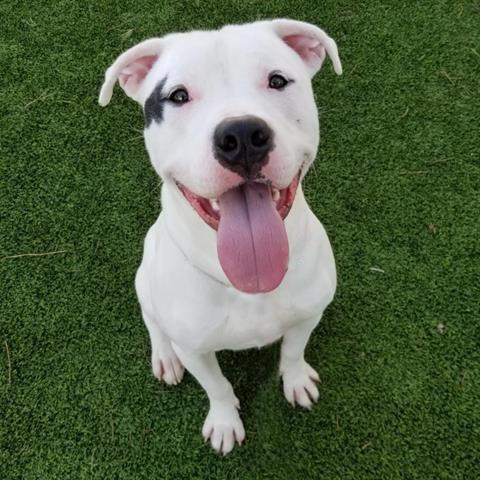 BLANCO, Adoptable, Adult Male Pit Bull Terrier & Mixed Breed.