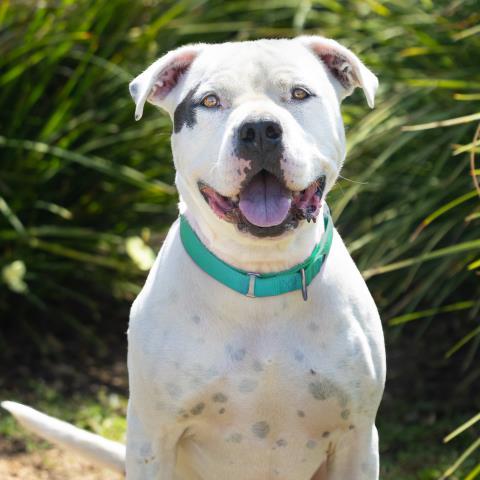 BLANCO, Adoptable, Adult Male Pit Bull Terrier & Mixed Breed.