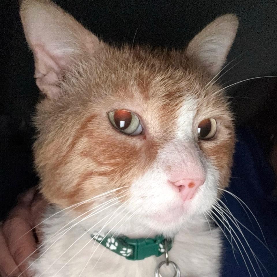 Wero(6) — thumbnail 2