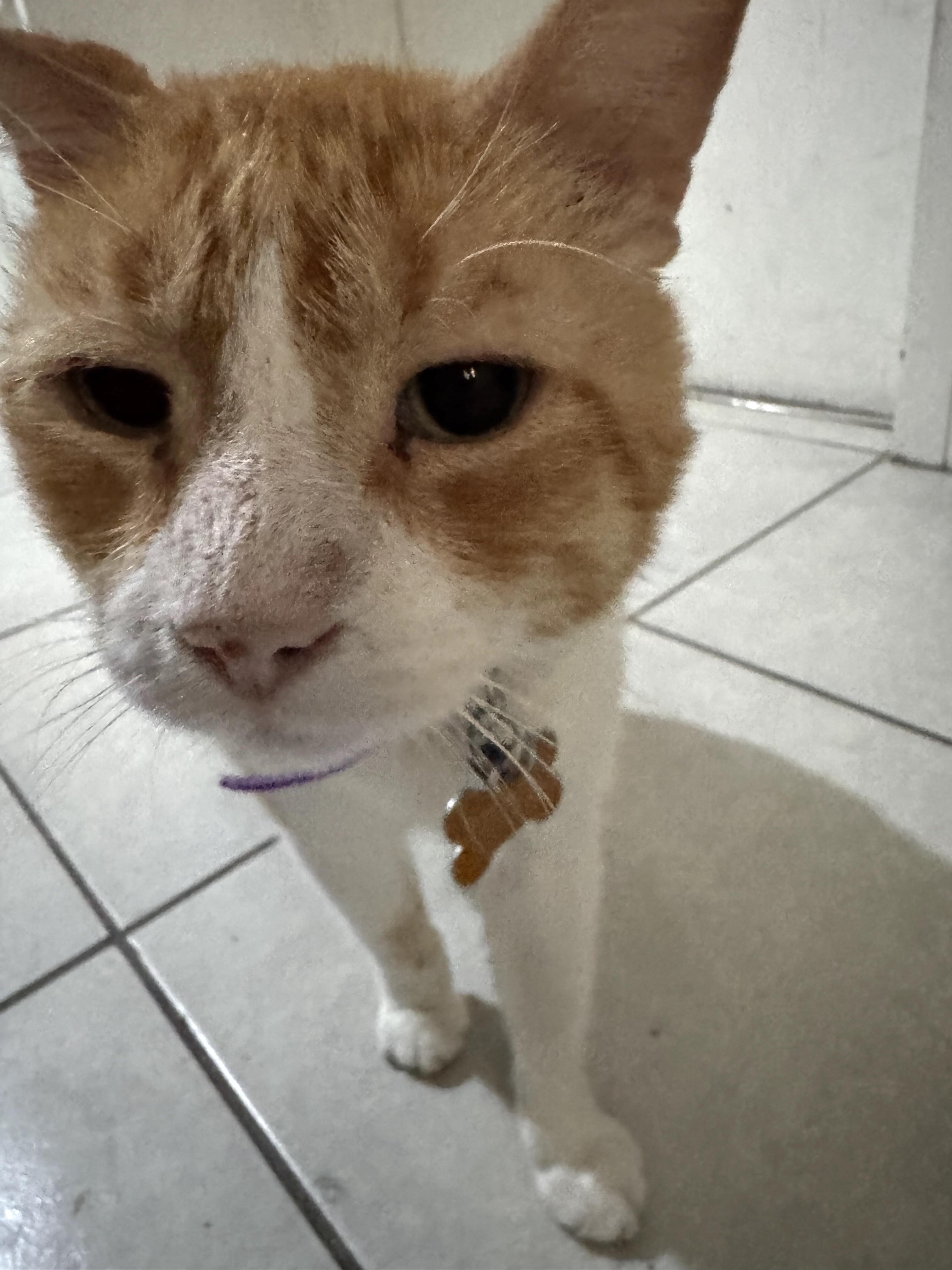 Wero(6) — thumbnail 3