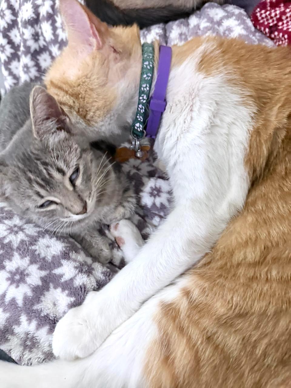 Wero(6) — thumbnail 4