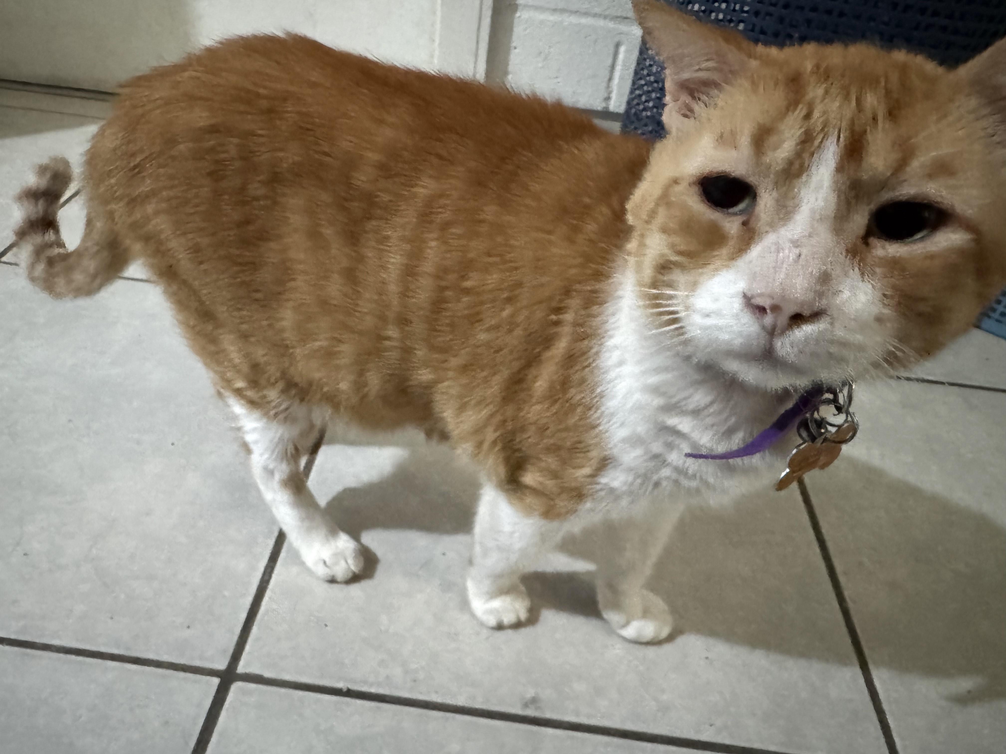 Wero(6) — thumbnail 5