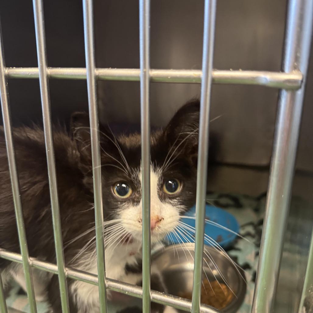 Cookies N Cream, Adoptable, Young Male Domestic Medium Hair.