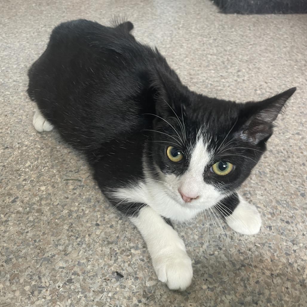 Enlarge Cookies N Cream, a Adoptable Domestic Medium Hair in Rossville, GA image 2/3