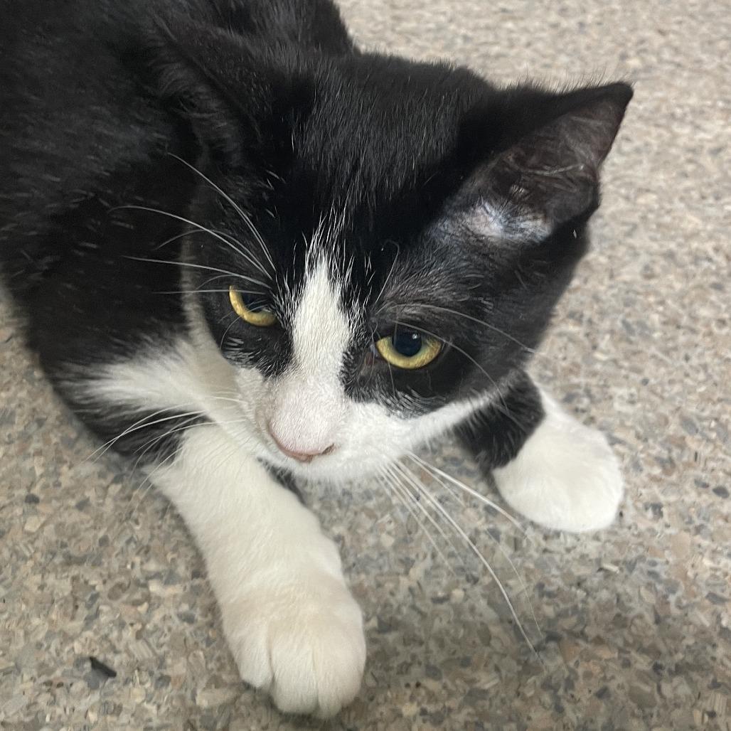 Enlarge Cookies N Cream, a Adoptable Domestic Medium Hair in Rossville, GA image 3/3