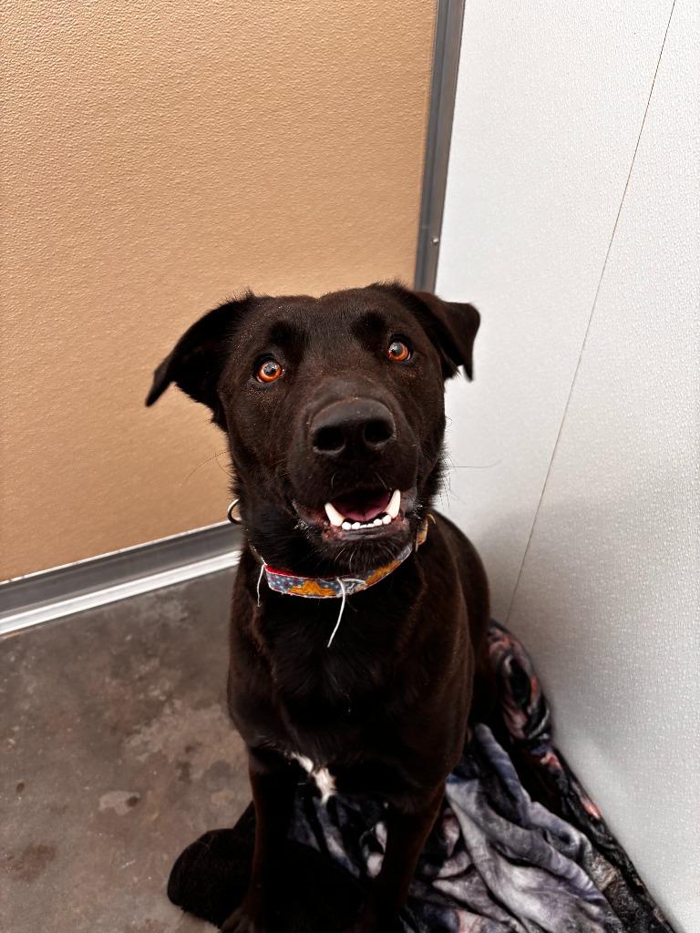 Enlarge Qimmiq, a Adoptable Labrador Retriever in Yellowknife, NT image 1/1
