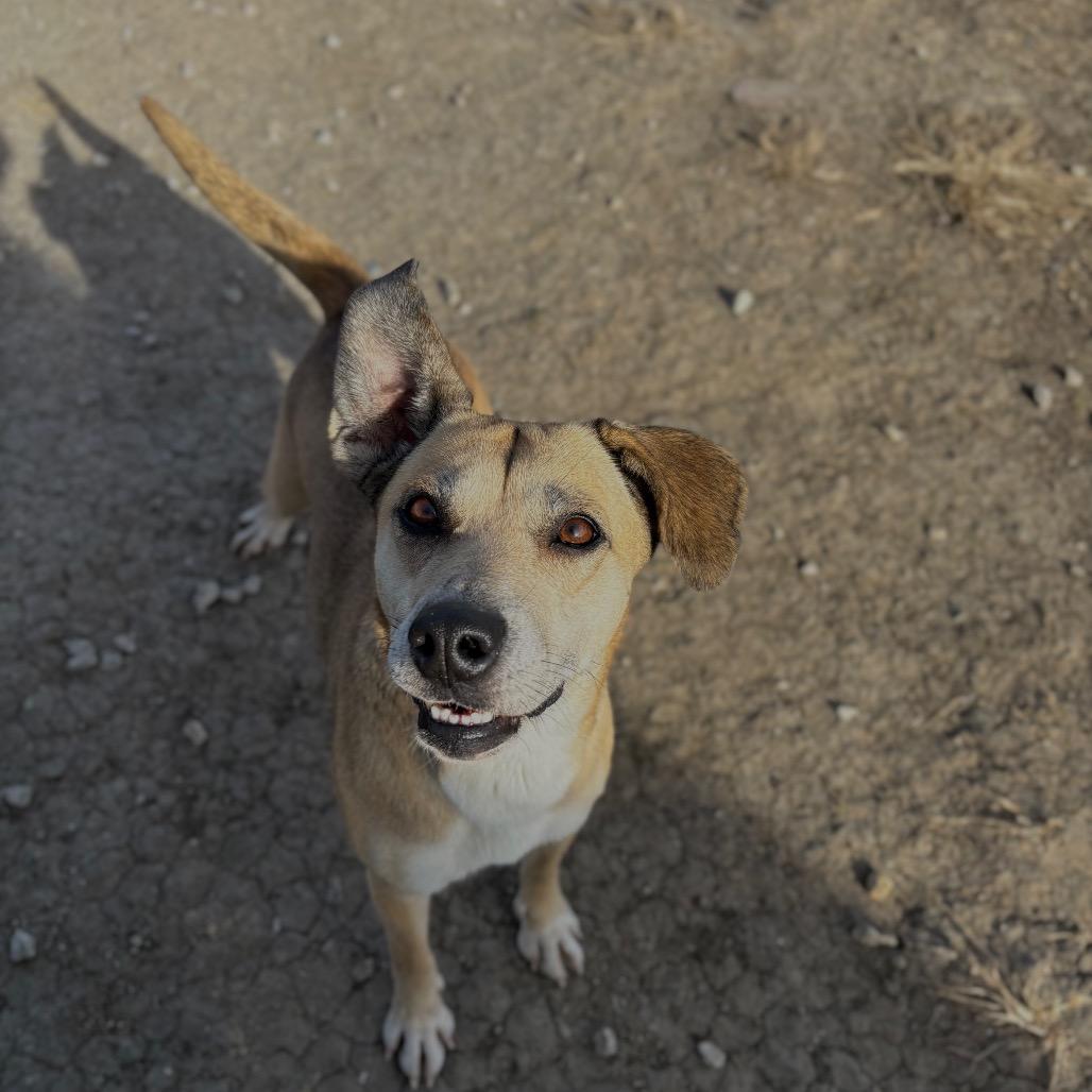 EmmaRose, Adoptable, Adult Female Mixed Breed.