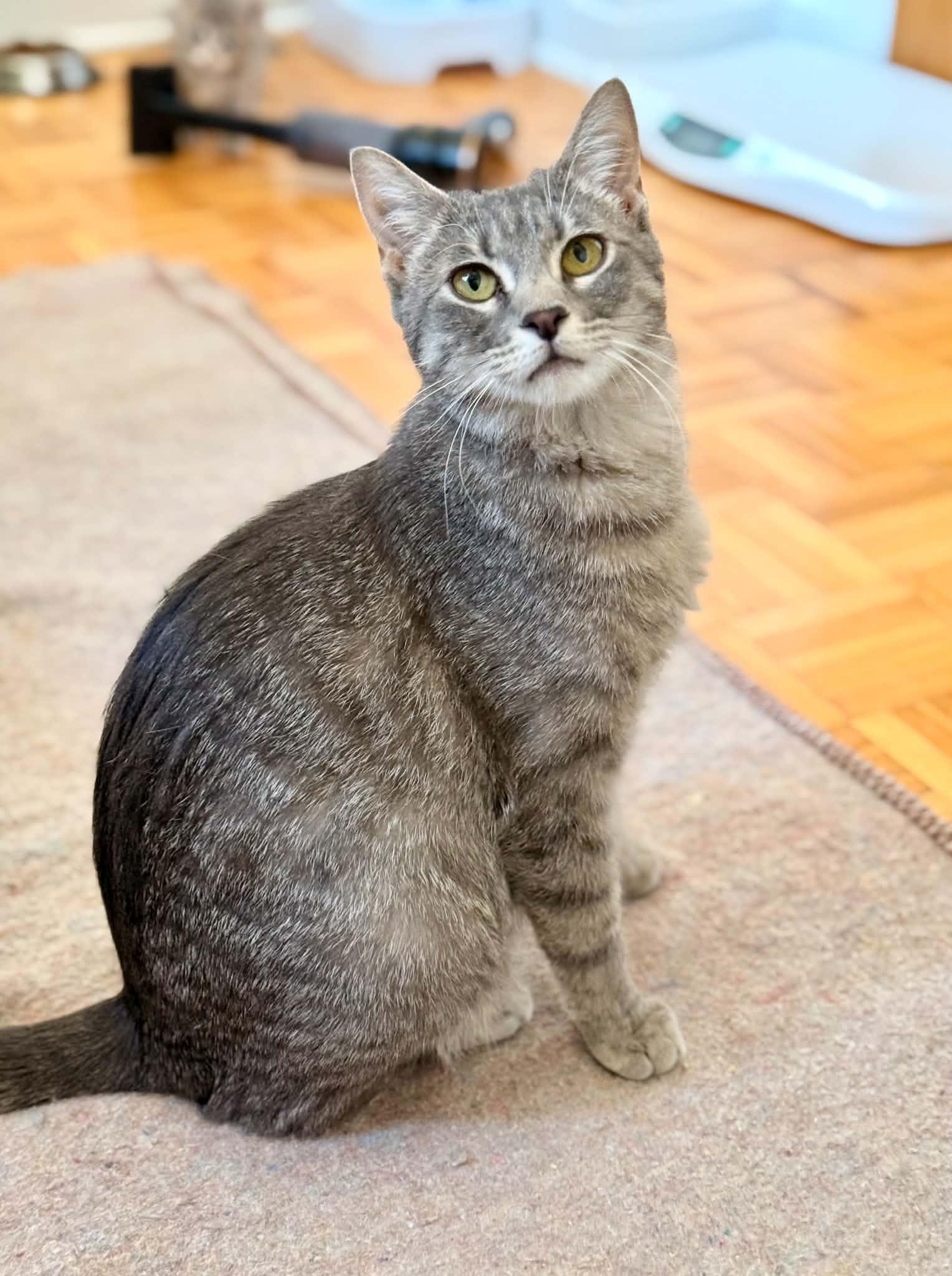 Zania, adopted, Young Female Tabby.