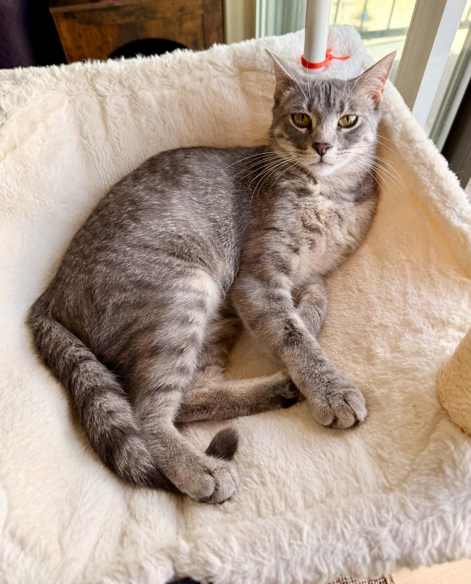 Zania, an adopted Tabby in Verdun, QC image 2/2